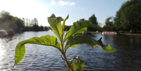 Green Leaves Stock Photos