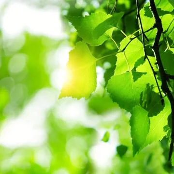 Green leaves Foto stock