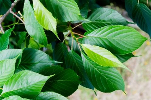 Green leaves Stock Photos
