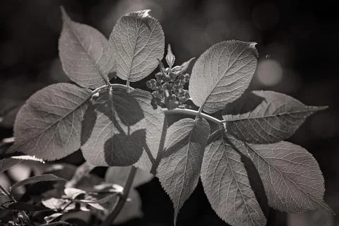 Green leaves Free Stock Photos