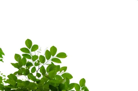 Green leaves Foto stock