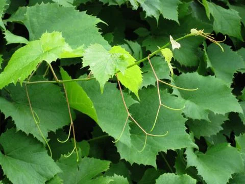 Green leaves Stock Photos