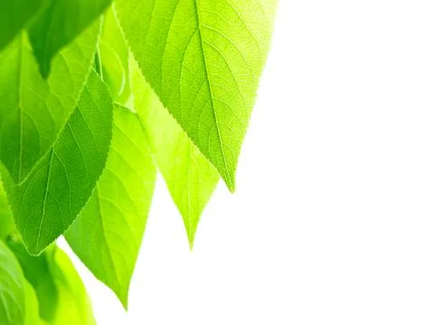 Green leaves Stock Photos