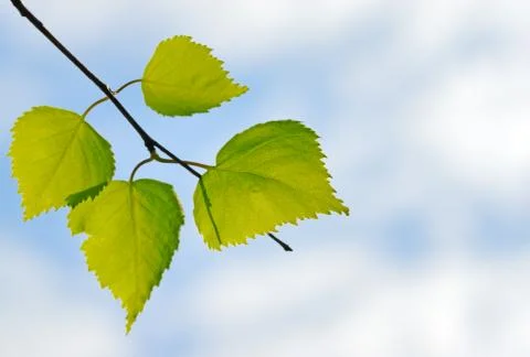 Green leaves Stock Photos