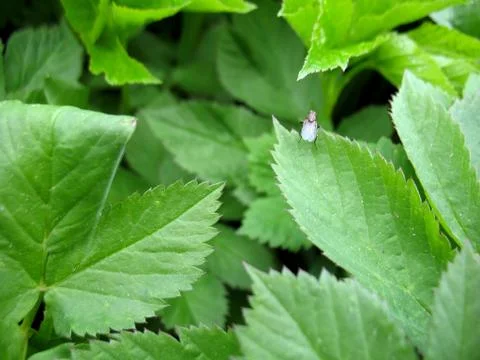 Green leaves Stock Photos