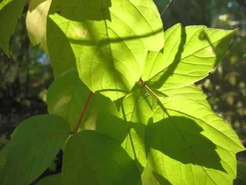 Green leaves Stock Photos