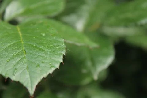 Green leaves Stock Photos
