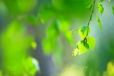 Green leaves Stock Photos