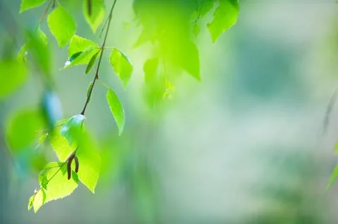 Green leaves 스톡 사진