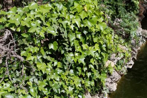 Green leaves Stock Photos