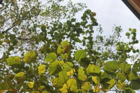 Green leaves Stock Photos