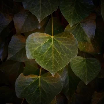 The green leaves Stock Photos