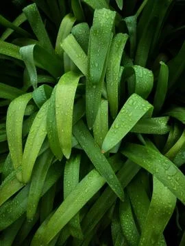The green leaves Stock Photos