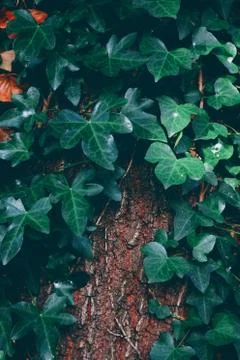 The green leaves Foto stock