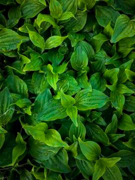 The green leaves Stock Photos