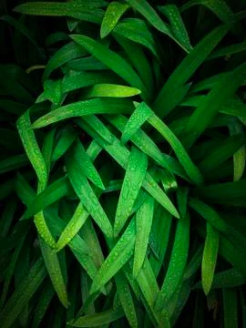 The green leaves Stock Photos