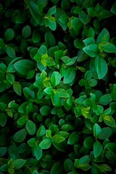 The green leaves Stock Photos