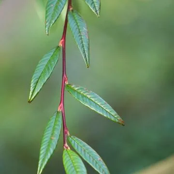 The green leaves Foto stock