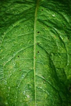 The green leaves Stock Photos