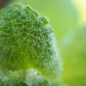 The green leaves Stock Photos