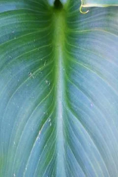 The green leaves Stock Photos