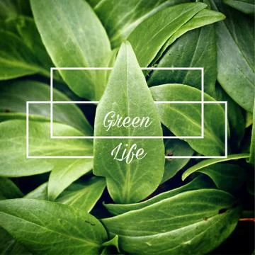 The green leaves Stock Photos