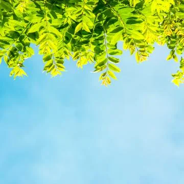 Green leaves Stock Photos