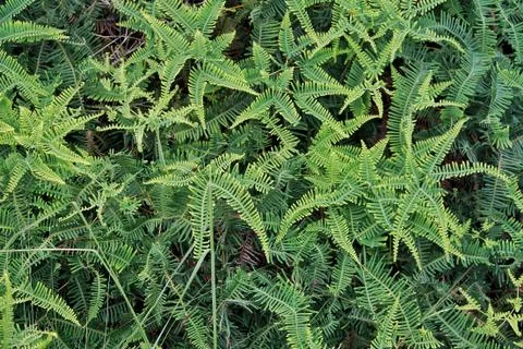Green leaves Stock Photos