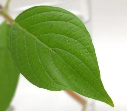 Green leaves Stock Photos