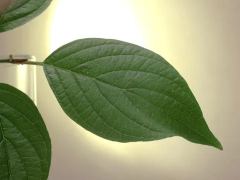 Green leaves Stock Photos