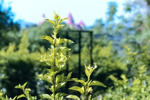 Green Leaves Stock Photos