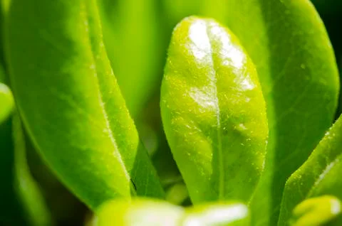 Green leaves Stock Photos
