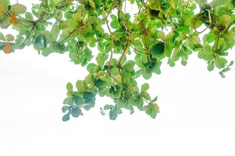 Green leaves Foto stock