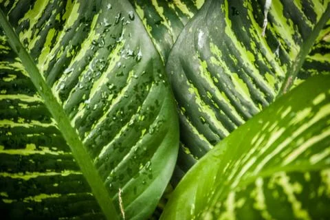 Green leaves Stock Photos