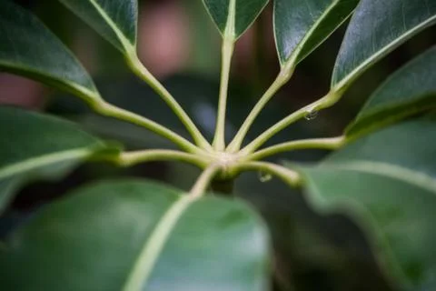 Green leaves Stock Photos