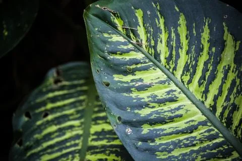 Green leaves Stock Photos