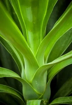 Green leaves Stock Photos