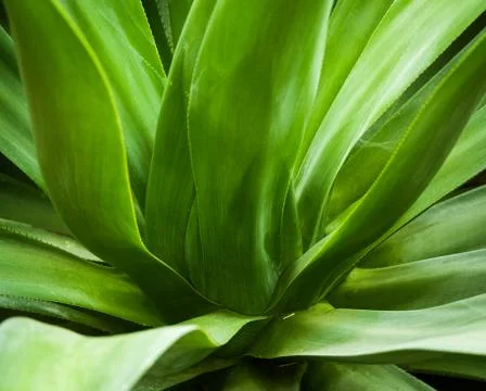 Green leaves Stock Photos