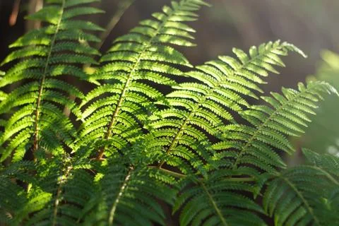 Green Leaves Stock Photos