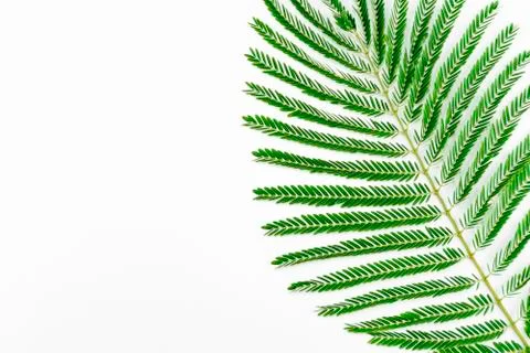 Green leaves Stock Photos