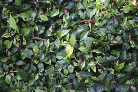 Green leaves Stock Photos