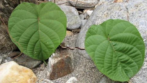 Green leaves Photos