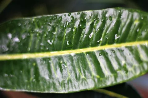 Green leaves Stock Photos