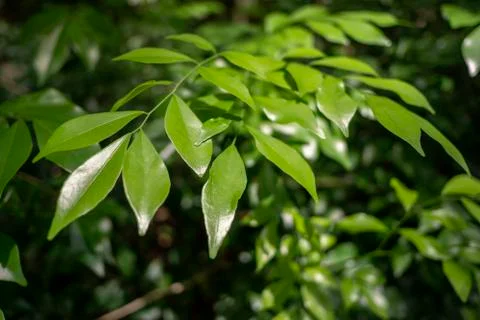 Green leaves Stock Photos