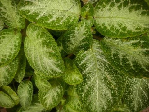 Green Leaves Stock Photos