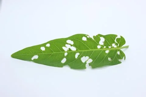 Green leaves Stock Photos