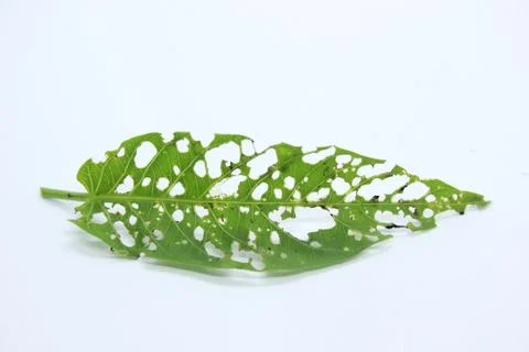 Green leaves Stock Photos