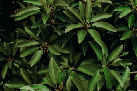 Green leaves Stock Photos