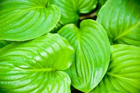 Green leaves Stock Photos