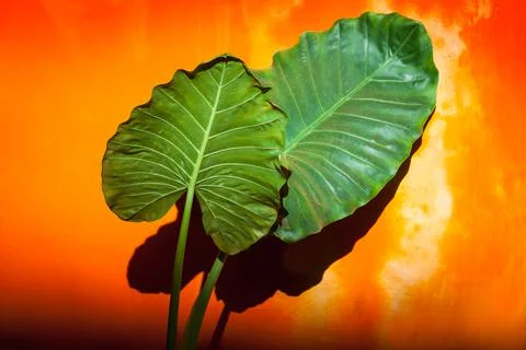Green leaves Stock Photos